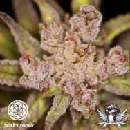 Bodhi Seeds Tranquil Elephantizer